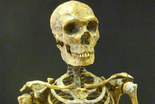 A skeleton