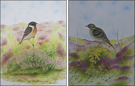 Stonechat and meadow pippit at the Arne Reserve in watercolour - Roy Aplin 
