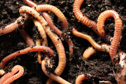 Worms
