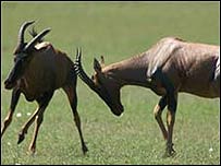 Espécies terrestres, como o antílope africano, registraram queda de 25%