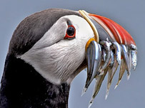 A Puffin by Terry Cavner