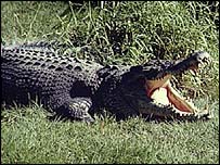 Animal vem resistindo a tentativas de ser capturado por governo