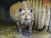 Sita waiting for the big day