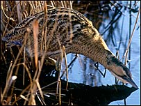 Bittern drinking from water