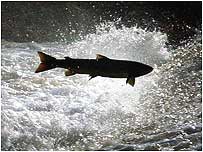 Salmon leaping c/o PA Images