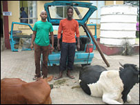 Ladrões de gado na África do Sul