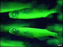 Peixes são paulistinhas que receberam genes de água-viva