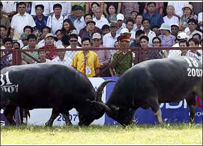 Hai con trâu đang chọi