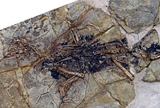 Fossil of Xiaotingia Zhengi