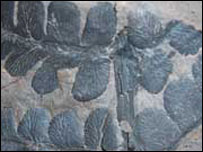 Fóssil de uma espécie de samambaia. Foto: Howard Falcon-Lang