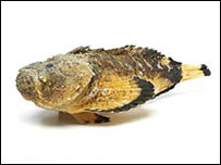 石鱼（图片来源：自然历史博物馆）