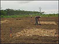 Experimento com terra preta na Amazônia