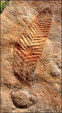 Fóssil ediacarano. Foto: Jim Ogg