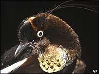 स्वर्ग की चिड़िया