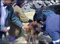 دڅارويوواکسين