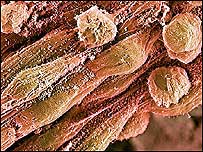 Stem cells c/o BBC Science  Photo Library