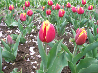 عکس از مرسده شیخ 