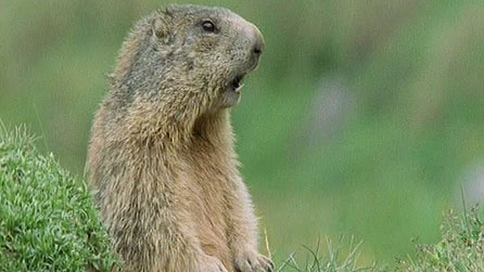 Walk On The Wild Side