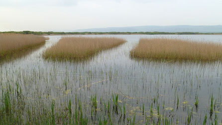Kenfig pool by martin aaron