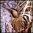 Bittern c/o David Mower and RSPB