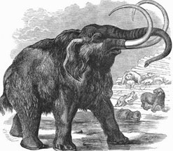 Line Drawing of a Woolly Mammoth