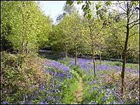 Bradfield Woods c/o Alan Beales