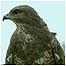 Buzzard