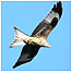 Rockingham Forest (Image: Red Kite c/o RSPB and PA Images)