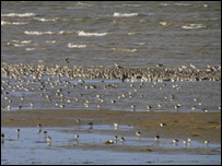 Birds at Hoylake. Photo by Sheila Ryde