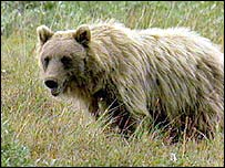 Grizzly bear, ou urso cinzento