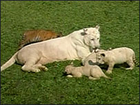 Tigres brancos em Guadalajara