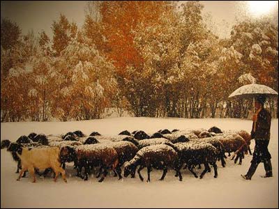 بازگشت اجباری