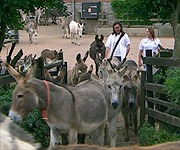 Neil with donkeys