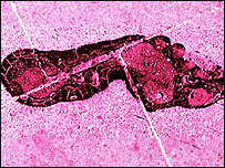 Chelmsford Art Trail logo