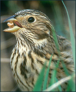 Corn bunting