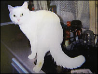 Paws foi morto depois de uma briga de casal