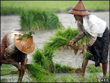 Nông dân trồng lúa