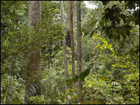 अमेज़न के जंगल