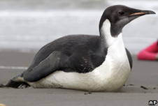 Emperor penguin on a New Zealand beach