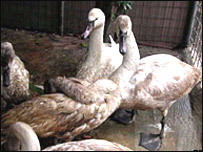 संभवतः वायरसों से संक्रमित हंस