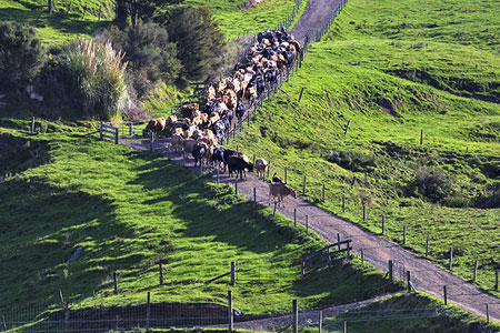 Cattle walking along a road, photo by Tom Ang