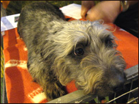 世界上最稀少的狗