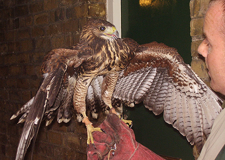 Harris Hawk 1
