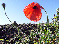 Remembrance poppy in a muddy field in Northern France