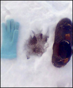 Paw print in snow, possibly a big predatory cat