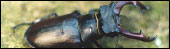 Stag Beetle