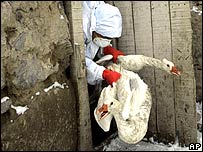 ار بين بردن طيور در ترکيه