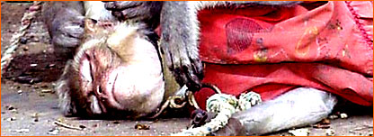 لاٹھیاں جھیلے بندریا کمائی کھائے فقیر