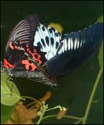 View of Stratford Butterfly Farm