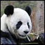 Pandas gigantes
